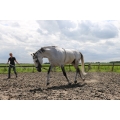 Peli Lunging Aid